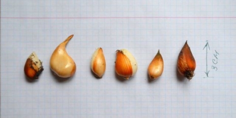 Razmnožavanje tulipana od strane djece i sjemena